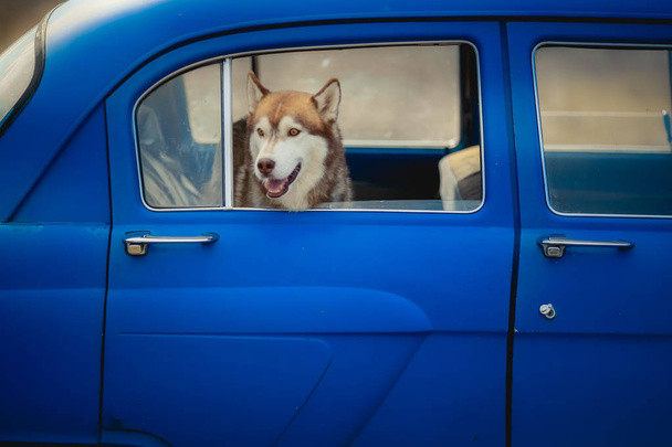 husky in blue car close up   - Φωτογραφία, εικόνα