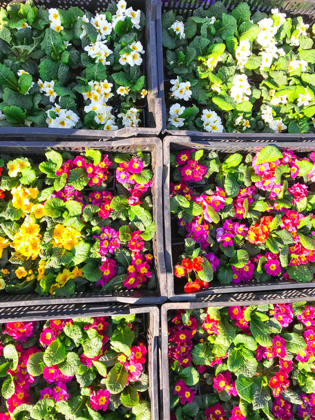 Саженцы цветов для весенней посадки в саду
 - Фото, изображение