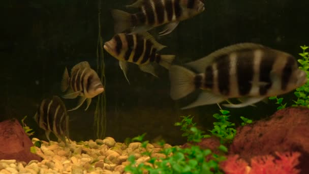 Peixes flutuantes nadam lentamente no aquário
 - Filmagem, Vídeo