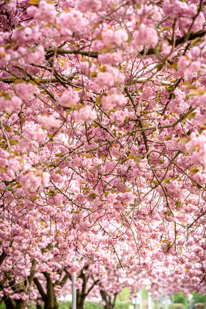 果樹園で茶色の枝にピンク桜 (サクラ). - 写真・画像