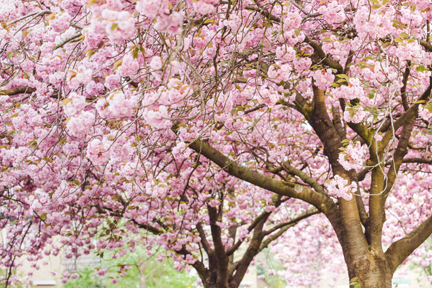 Flor de cerezo rosa (ciruelo) a ramas marrones en un huerto
. - Foto, imagen
