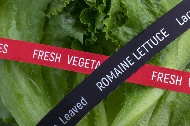 Tuoreita vihanneksia. Romaine Salaatti
. - Valokuva, kuva