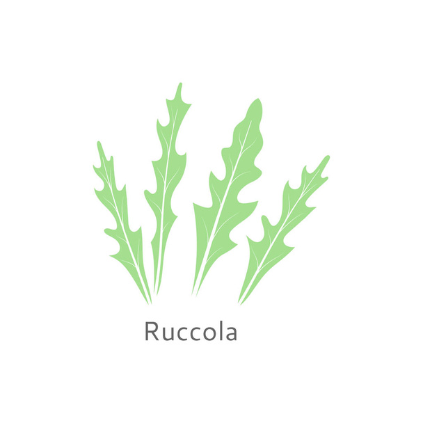 Ruccola leaves isolated on white background. Healthy salad. - Vector, Image