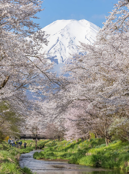Drzewa Sakura i góry Fuji w Oshino Hakkai w sezonie wiosennym - Zdjęcie, obraz