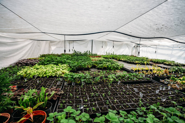 Modern hydroponic sera veya glasshouse, yetiştirme ve süs bitkileri ve çiçek Bahçe için büyüyen - Fotoğraf, Görsel