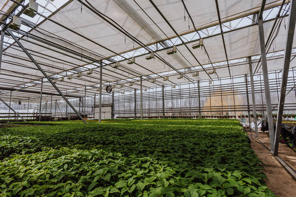 Modern hidroponikus üvegházhatású vagy üvegházi termesztés és növekszik a dísznövények és a virágok, kert - Fotó, kép