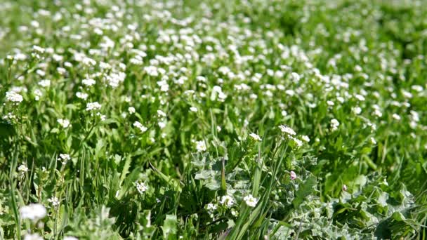 λευκά άνθη σε πράσινο γρασίδι - Πλάνα, βίντεο