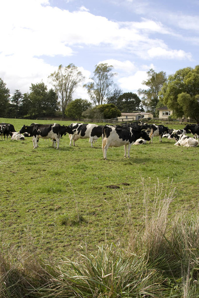 Rebaño de vacas lecheras en una granja
 - Foto, Imagen