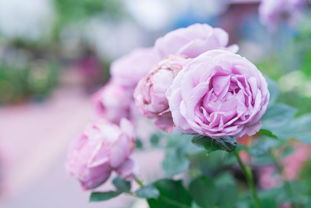 μωβ τριαντάφυλλο λουλούδι λεβάντα σε θολή υπόβαθρο, επιλεκτική εστίαση με αντίγραφο χώρου - Φωτογραφία, εικόνα