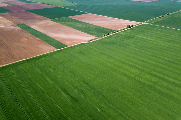 空中緑の小麦畑。空中ビュー大規模な緑のフィールド. - 写真・画像