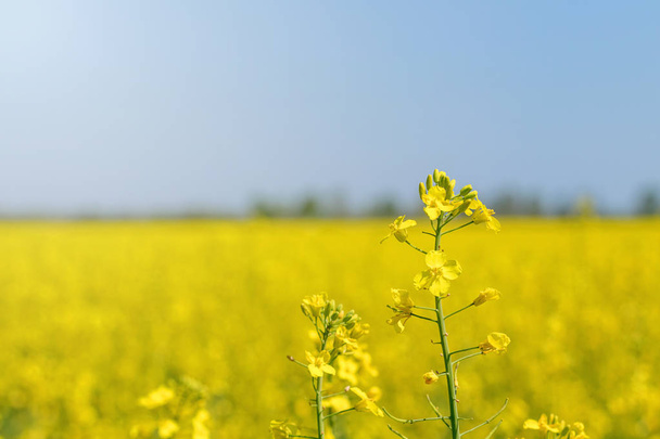 Rapeseed field, Yellow oil rape seeds in bloom. Green energy Fie - Fotoğraf, Görsel