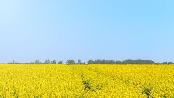 Rapeseed field, Yellow oil rape seeds in bloom. Green energy Fie - Photo, Image