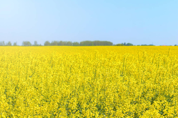 Rapeseed field, Yellow oil rape seeds in bloom. Green energy Fie - Foto, imagen