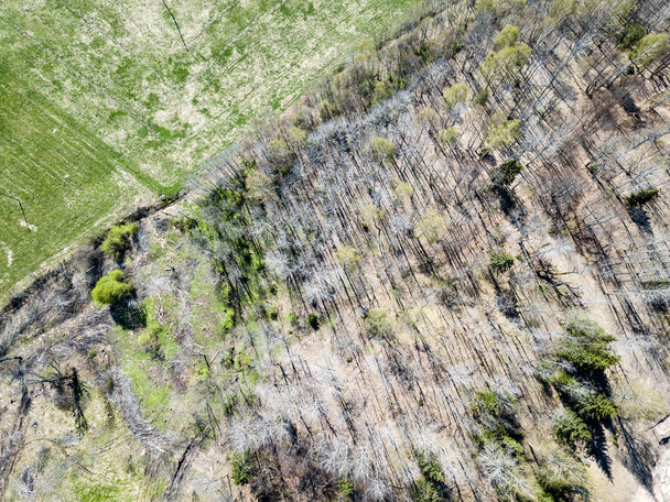 Изображение дрона. воздушный вид на сельскую местность с полями и лесами i
 - Фото, изображение