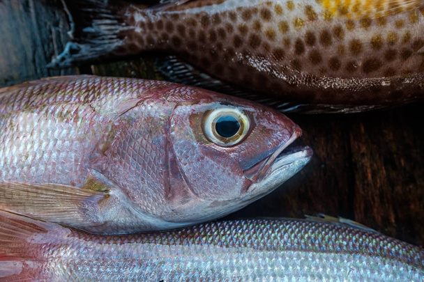 Close-up van verse vis op de markt. - Foto, afbeelding
