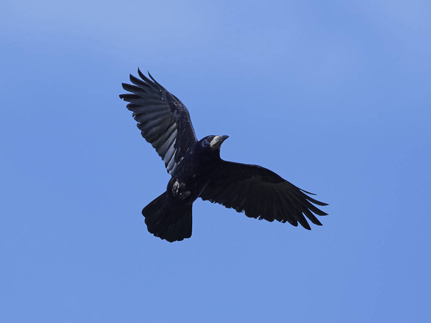 Тура (Corvus frugilegus
) - Фото, зображення