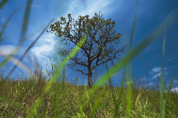 arbre solitaire sur champ herbeux et ciel bleu avec nuages
 - Photo, image