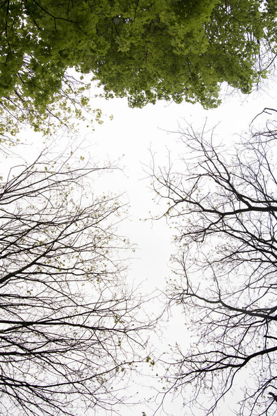 Treetop - Zdjęcie, obraz