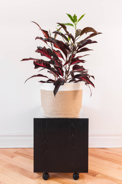 Barevné rostliny Croton v textilní koš - Fotografie, Obrázek