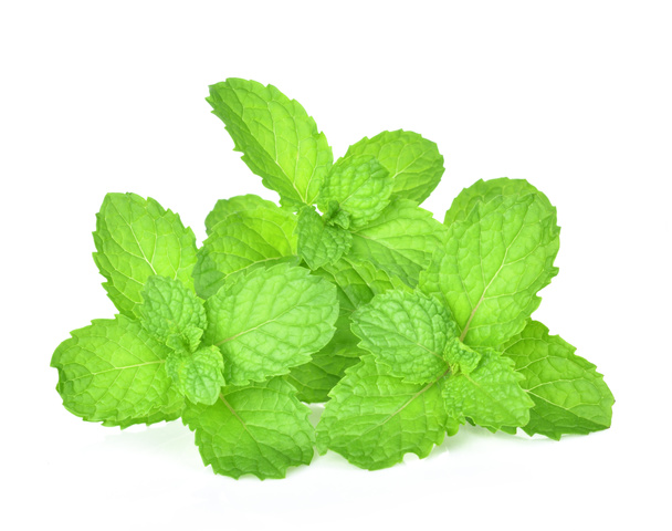 mint leaf on white background - Photo, Image
