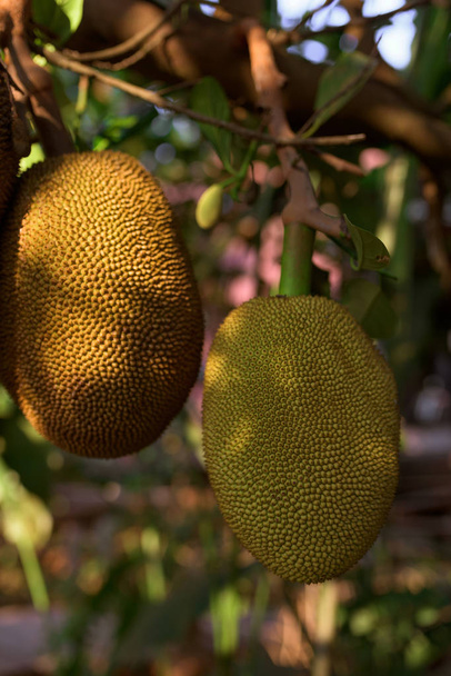 Jackfruit tree with ripe jackfruit fruits grooving in the branch. Cambodia, Banlung province.  - Photo, Image
