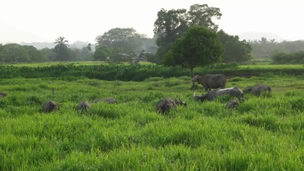 Buffaloes dentro de la hierba en la zona rural. - Imágenes, Vídeo
