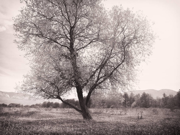 Lonely tree in meadow  - Foto, afbeelding