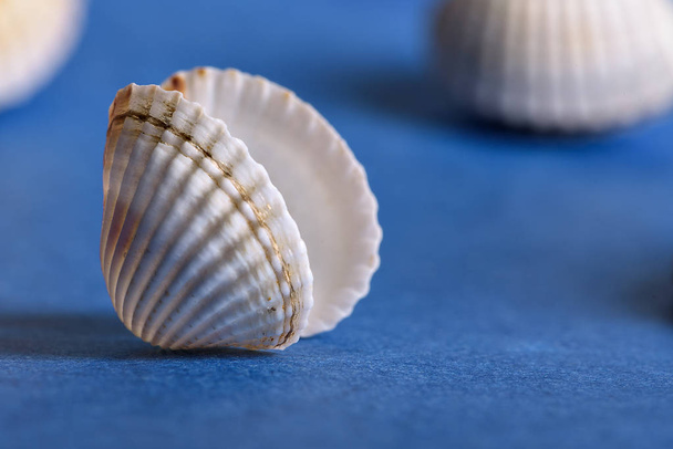 seashell on a blue background - Foto, afbeelding
