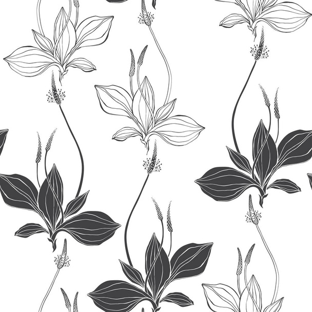 Seamless pattern with plantain. Black and white vector illustration - Vettoriali, immagini