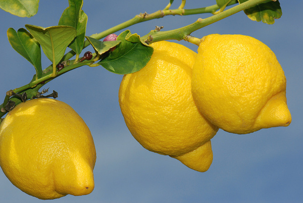 Limoni maturi
 - Foto, immagini