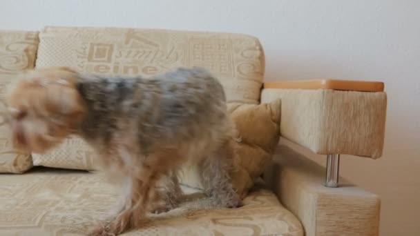 Yorkshire terrier on couch - Filmagem, Vídeo
