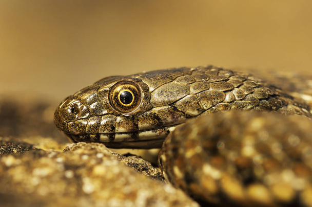 juvenile dice snake portrait - Photo, Image