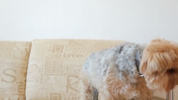Yorkshire terrier on couch - Metraje, vídeo