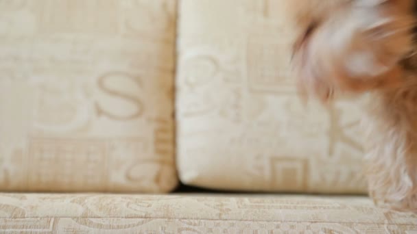 Yorkshire terrier on couch - Footage, Video