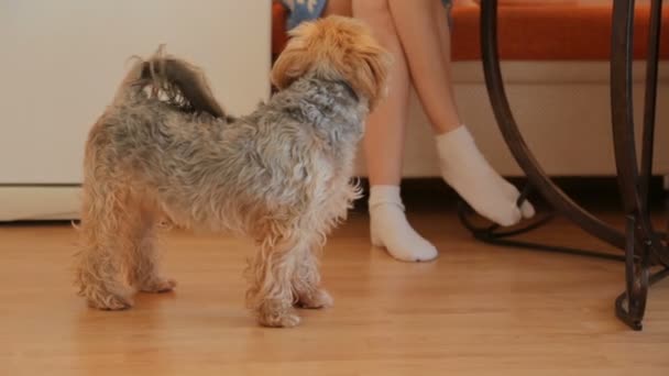 Yorkshire Terrier bettelt um Futter - Filmmaterial, Video
