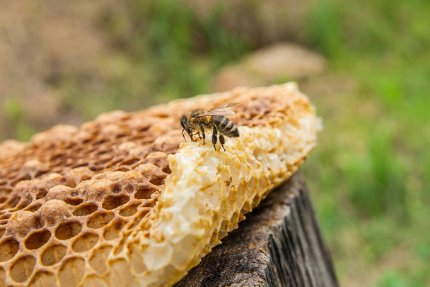 Zár megjelöl kilátás nyílik a dolgozó méhek a méhsejt az édes hon - Fotó, kép