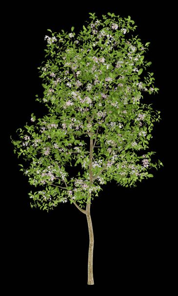 ανθίζοντας δέντρο μηλιάς απομονώνονται σε μαύρο φόντο. 3D illustrati - Φωτογραφία, εικόνα