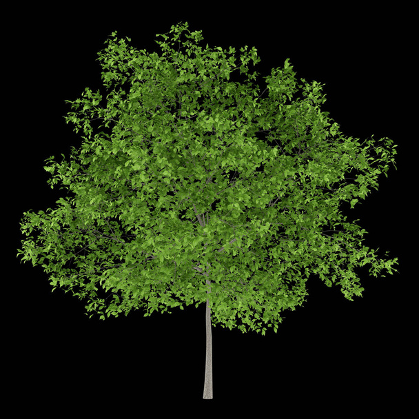 Pflaumenbaum isoliert auf schwarzem Hintergrund. 3D-Illustration - Foto, Bild