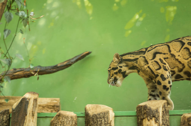Leopardo nublado en el zoológico de Praga
 - Foto, Imagen
