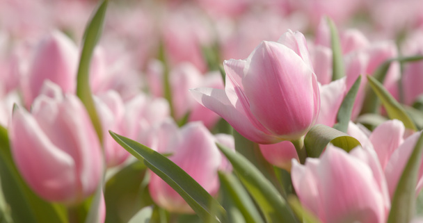 Barevný Tulipán farma park  - Fotografie, Obrázek