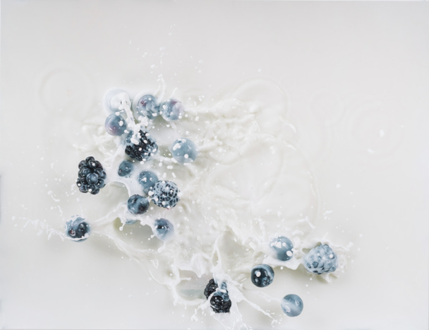  Soczyste jagody upuszczając w mleku z plamami na białym tle - Zdjęcie, obraz
