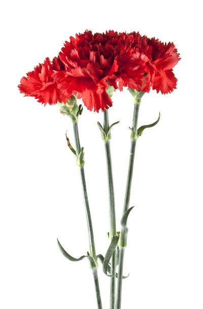 red carnation isolated on white background - Φωτογραφία, εικόνα