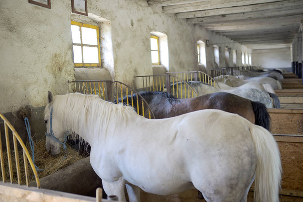 Cavalos em estábulo
 - Foto, Imagem