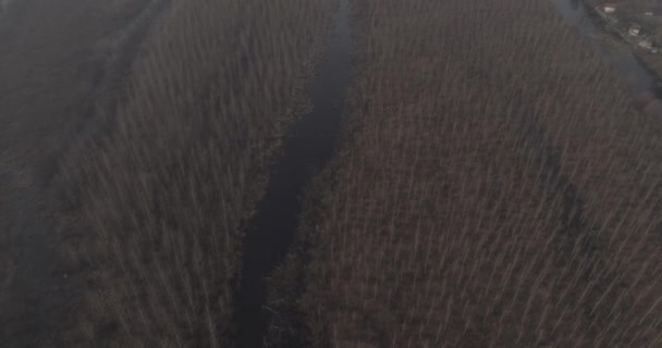 Dead Swamp Winter no snow 06. Drone 4k footage of a swamp in winter. Travelling above rows of planted trees. Almost monochromatic.Bare branches, dirty water. Cold. - Footage, Video