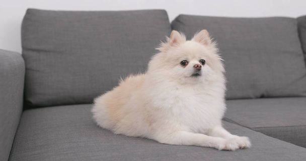 Pommerscher Hund sitzt auf Sofa  - Foto, Bild