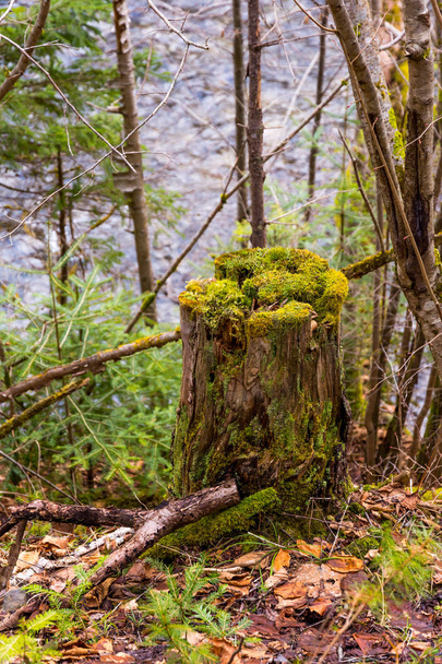 The stump in forest with new young plants growing on the top of stump. Green spring colors - Photo, Image