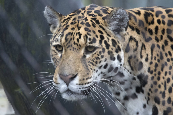 Tête d'un jaguar avec des moustaches blanches et des couleurs de camouflage
 - Photo, image