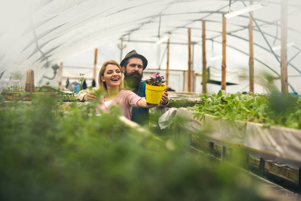 Two gardeners look at beautiful flower in yellow pot. Brutal man in fedora hat with long beard hugging smiling blond lady in greenhouse. Family business concept - Fotó, kép