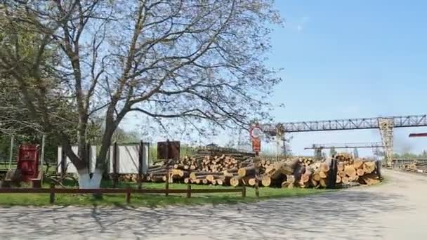 Troncos de madera en el aserradero
 - Metraje, vídeo