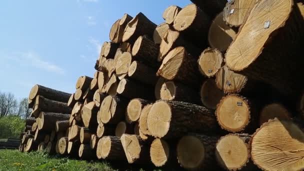 Wooden logs at the sawmill - Materiał filmowy, wideo